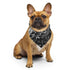 Bear Pride Waves Bandana